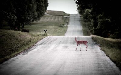 Tips to Avoid Collisions with Deer while Driving